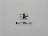 藏品(金龜子科)的圖片